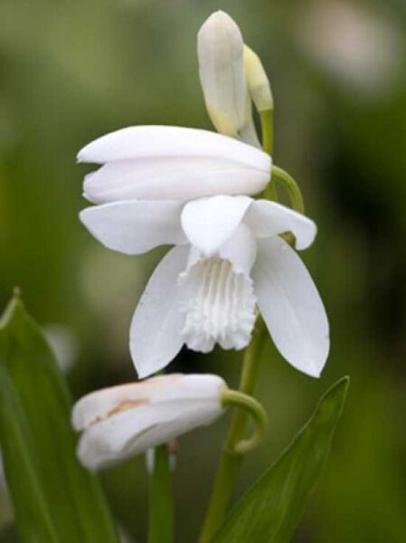 Bletilla striata 'Alba' / Japanorchidee / Gartenorchidee