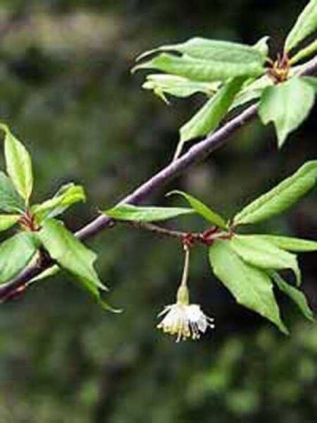 Zierkirsche 'Mahogany Lustre' / Prunus 'Mahogany Lustre'