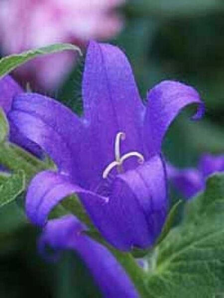 Wald-Glockenblume / Campanula latifolia macrantha