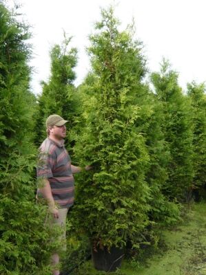 Große Thuja / Lebensbäume ab 300cm Größe günstig kaufen