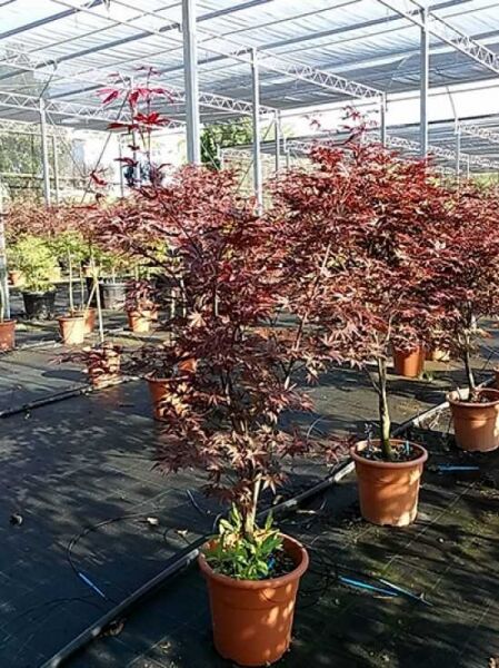 Roter Fächer-Ahorn / Japanischer Ahorn 'Fireglow' / Acer palmatum 'Fireglow'