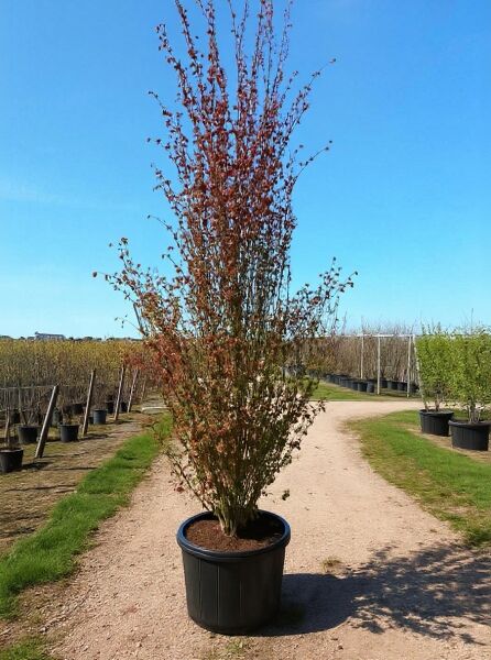 Cercidiphyllum japonicum (Judasblatt/Kuchenbaum) im Topf, 250–300 cm, Container C80, mehrtriebig mit rötlichem Laub