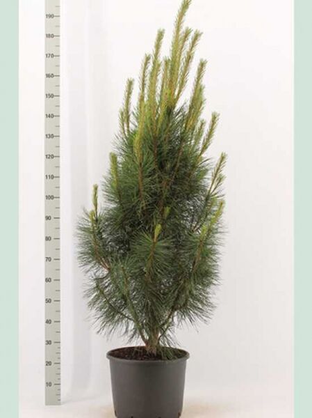 Pinus nigra 'Pyramidalis' / Säulenschwarzföhre