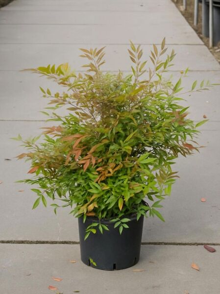 Nandina domestica 'Richmond' / Himmelsbambus 'Richmond' 50-60 cm C10, buschiger Strauch im Topf mit grün-rotbraunem Laub