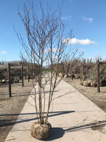 Cornus alternifolia (Wechselblättriger Hartriegel) 250–300 cm, mehrstämmiger Strauch mit Ballen, unbelaubte Triebe.