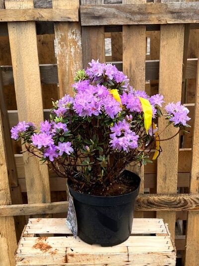 Rhododendron Hybride 'Arends Favorit' (Rhododendron) 25-30 cm C4 im Topf mit violetten Blüten und dunkelgrünem Laub