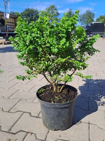Ulmus minor 'Jacqueline Hillier' / Kleinkronige Ulme 'Jacqueline Hillier' 40-50 cm C5 im Topf, buschiger Wuchs mit grünem Laub