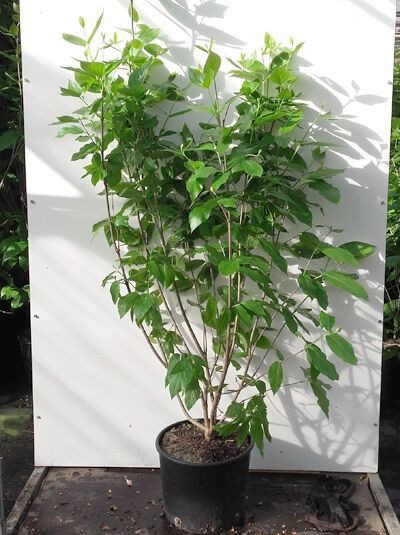 Gewürzstrauch 'Aphrodite' (Calycanthus floridus 'Aphrodite') im Topf, 100-125 cm, C20, mehrtriebiger Strauch mit grünen Blättern.