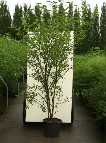 Kupfer-Felsenbirne (Amelanchier lamarckii) 175–200 cm, Strauch im Container C20 mit mehreren Trieben und grünem Laub.