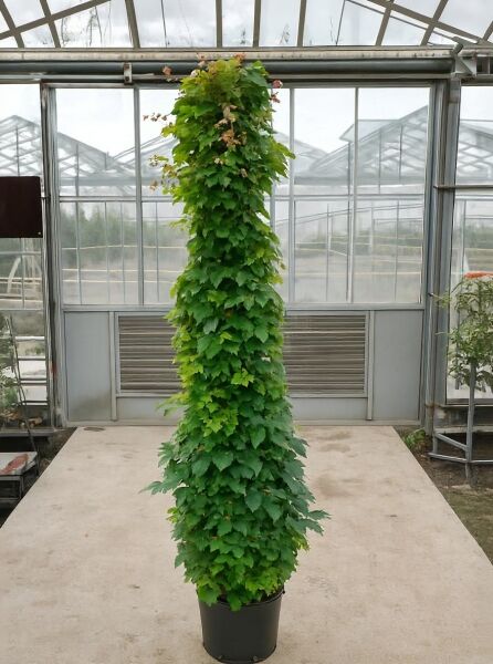Parthenocissus tricuspidata 'Veitchii Robusta' / Dreilappige Jungfernrebe, Rankpflanze mit grünem Laub, 175-200 cm, C20