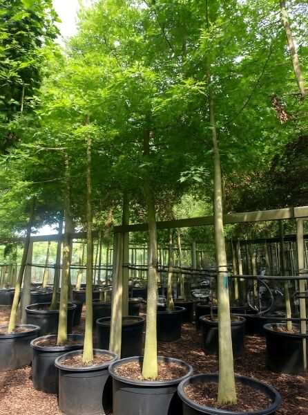 Quercus palustris (Sumpf-Eiche) Hochstamm 25-30 StU im Container, Baum mit grünem Laub und geradem Stamm.
