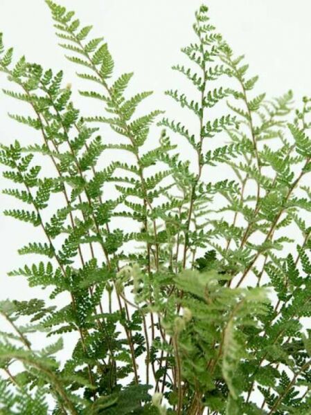 Haariger Pelzfarn / Lippenfarn / Cheilanthes lanosa