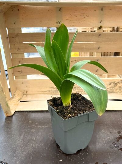 Riesen-Zier-Lauch 'Globemaster' / Riesen-Zier-Lauch 'Globemaster'