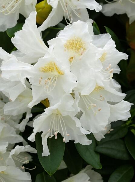 Rhododendron 'INKARHO Cunningham's White' / Rhododendron 'INKARHO Cunningham's White'
