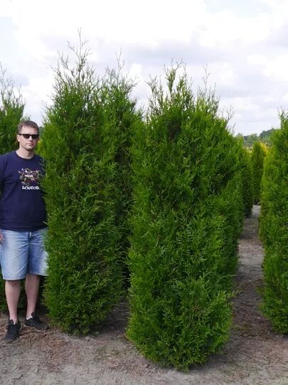 Lebensbaum 'Martin' - Thuja plicata 'Martin' - Baumschule NewGarden