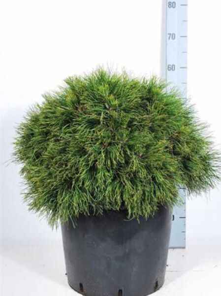 Pinus mugo 'Varella' / kompakte Kugelkiefer