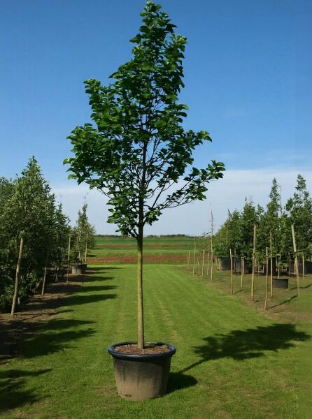 Magnolia 'Galaxy' / Großblumige Magnolie 'Galaxy' Hochstamm 18-20 StU im Container, Laubbaum mit aufrechter Krone und grünen Blättern