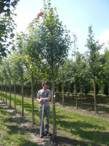Säulen-Rot-Ahorn 'Armstrong' (Acer freemanii 'Armstrong') Hochstamm 16-18 StU mit durchgehendem Leittrieb und Krone