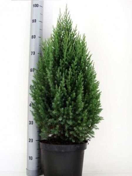 Chinesischer Wacholder (Juniperus chinensis 'Stricta') als kegeliger Kegel-Wacholder im Topf, Höhe 50–60 cm, C10.