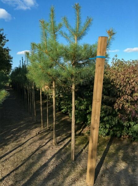 Pinus sylvestris (Gewöhnliche Kiefer) Hochstamm 14-16 StU mit Drahtballen, schlanker Stamm und lockere Krone mit Nadeln