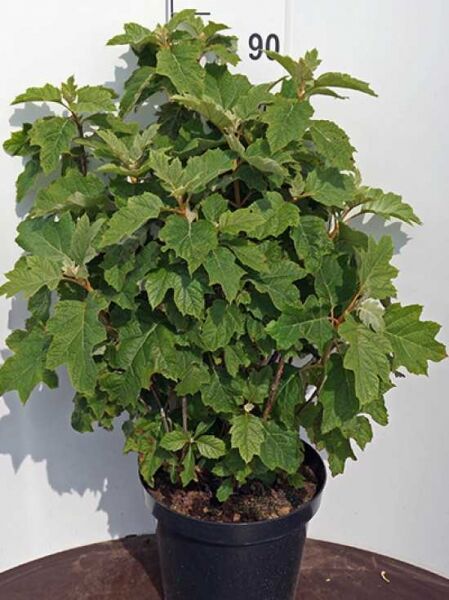 Hydrangea quercifolia (Eichblättrige Hortensie) im Topf, 60–80 cm, C12, grünes eichenblattähnliches Laub, buschiger Wuchs.