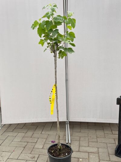 Rote Johannisbeere 'Rovada' - Ribes rubrum 'Rovada'
