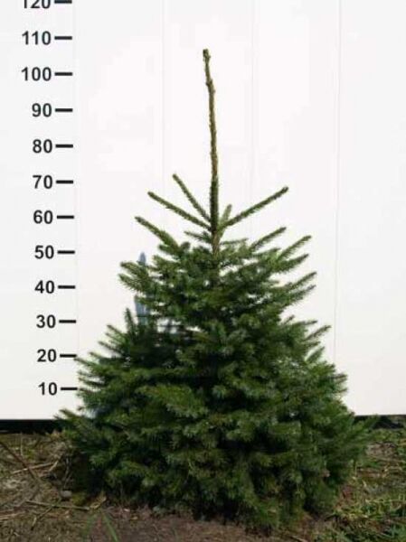 Picea omorika (Serbische Fichte, Omorika-Fichte) 80–100 cm m. B., junger Nadelbaum mit pyramidenförmigem Wuchs und dichtem, grünem Nadelkleid.