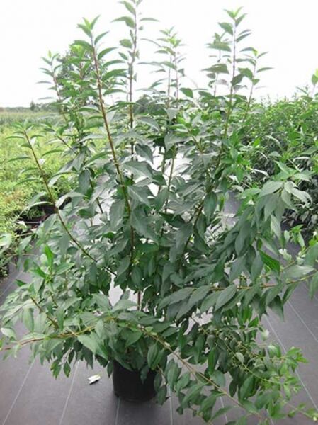 Forsythie 'Lynwood' (Forsythia intermedia 'Lynwood') im Topf C12, 150–175 cm, mehrtriebiger Strauch mit grünen Blättern.