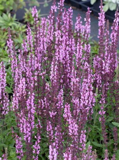 Blüten-Salbei 'Merleau Rose' / Blüten-Salbei 'Merleau Rose'