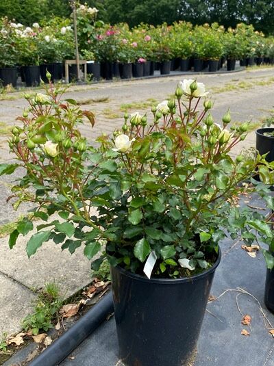 Strauchrose Rosa „Bounty“ im C3-Topf, grünes Laub mit hellen Blüten und mehreren Knospen.