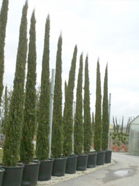 Mittelmeer-Zypresse / Säulen-Zypresse / Mittelmeer-Zypresse / Säulen-Zypresse