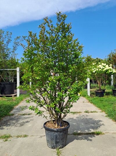 Kreppmyrte / Kräuselmyrte 'Purple Star' mehrstämmig - Lagerstroemia indica 'Purple Star' (876198)