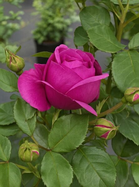 Rosa 'Für Elise' (Beetrose) – pinke Blüte mit Knospen und grünem Laub am Rosenstrauch