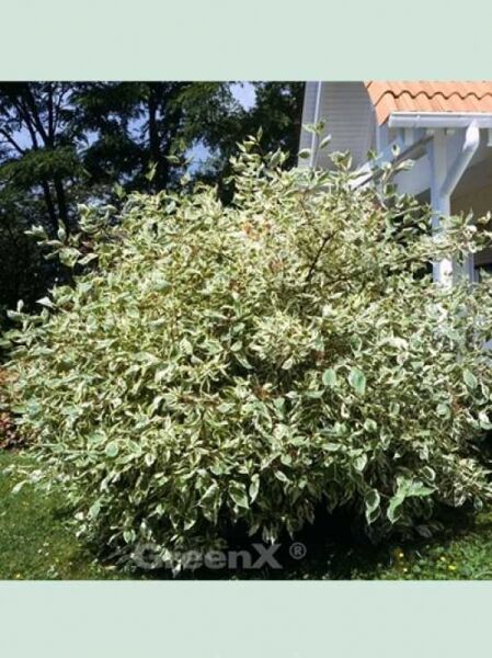Cornus alba 'Elegantissima' / Weißbunter Hartriegel