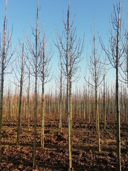 Spitz-Ahorn Acer platanoides 'Crimson Sentry' Hochstamm 12-14 StU mit Drahtballen, laubloser Stamm mit kronenbildenden Trieben