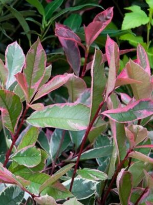 Weigrne Glanzmispel 'Pink Marble' - Photinia fraseri 'Pink Marble '