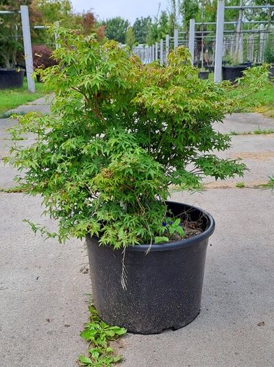 Japanischer Fächer-Ahorn Acer palmatum 'Murasaki Kiyohime', 60–80 cm im Container, buschiger Strauch mit gelappten grünen Blättern.