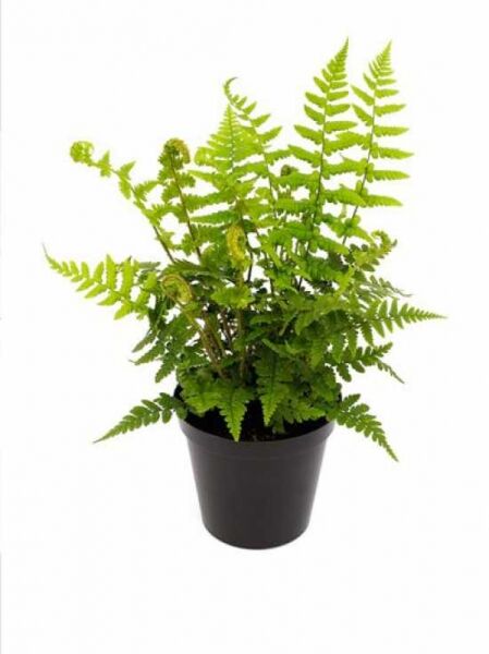Goldschuppenfarn (Dryopteris affinis) im schwarzen Topf, P11, mit grün gefiederten Wedeln und jungen eingerollten Trieben.