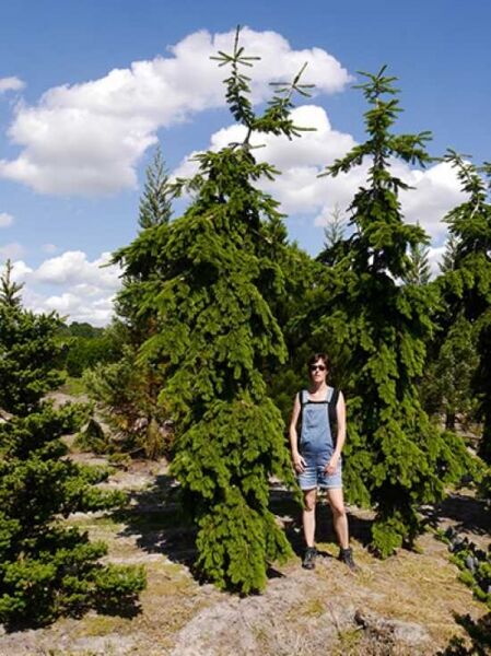 Hängende Nordmanns-Tanne (Abies nordmanniana 'Pendula'), 400–450 cm, mit herabhängenden, dicht benadelten Zweigen.