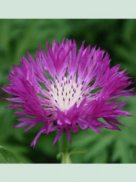 Rotblühende Flockenblume 'Steenbergii' / Centaurea dealbata 'Steenbergii'