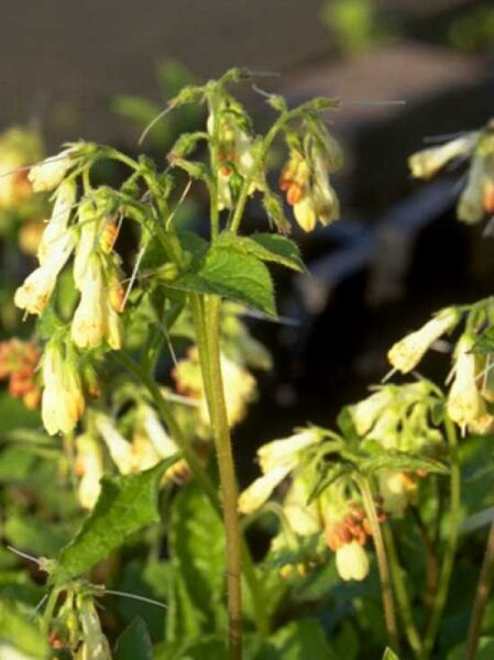 Kaukasus-Beinwell / Symphytum grandiflorum