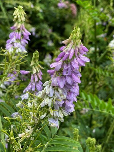 Geißraute / Galega officinalis
