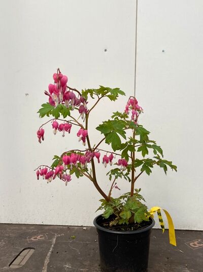 Tränendes Herz / Herzblume - Dicentra spectabilis