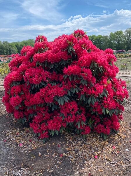 Rhododendron 'Blinklicht' / Rhododendron 'Blinklicht'