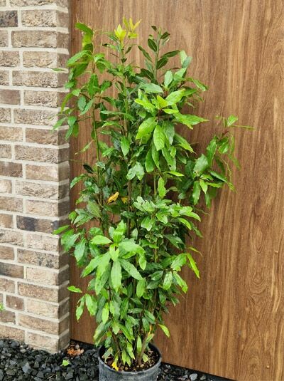 Echter Küchenlorbeer / Edler Lorbeer / Gewürzlorbeer / Laurus nobilis