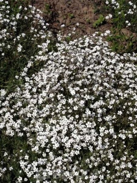 Polster-Schleierkraut (Gypsophila repens) als Bodendecker mit zahlreichen kleinen weißen Blüten und grünem Laub.