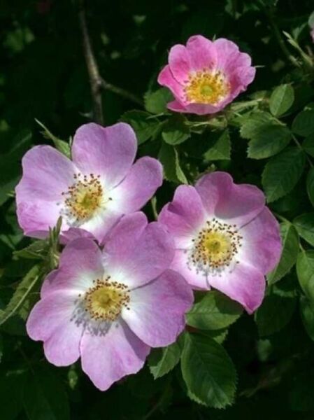Rosa rubiginosa / Schottische Zaunrose / Wein-Rose