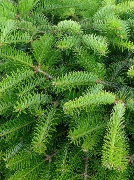 Zwerg Nordmanntanne Barabits Compact Abies Nordmanniana Barabits Compact