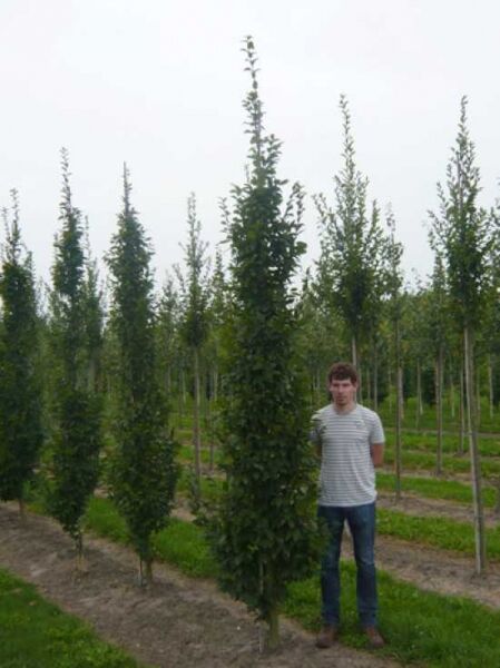 Carpinus betulus 'Fastigiata' Säulen-Hainbuche, pyramidenförmiger Baum mit Stamm, Höhe ca. 350–400 cm mit Db.