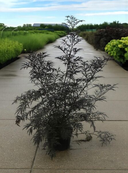 Sambucus nigra 'Black Lace®', Rotblättriger Schlitz-Holunder, dunkellaubiger Strauch im Topf, 125-150 cm, C20